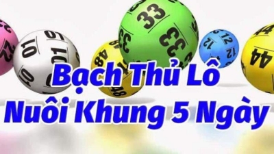 Bạch thủ lô nuôi khung 5 ngày: Chiến lược thắng lớn