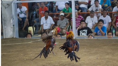 Cách chơi đá gà cựa dao Philippines chắc thắng cho sư kê