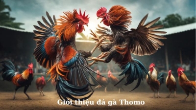 Cách chơi đá gà Thomo hiệu quả, chắc thắng cho sư kê