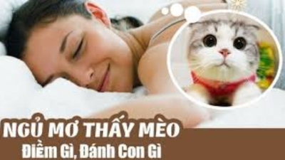 Giải mã giấc mơ thấy mèo là điềm gì và các con số may mắn dành cho bạn