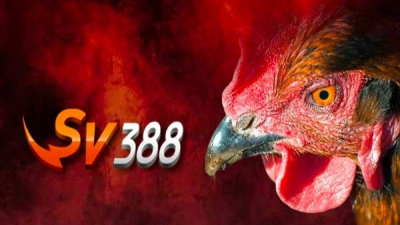 SV388 - Nhà cái đá gà thomo uy tín và đẳng cấp số 1 Việt Nam